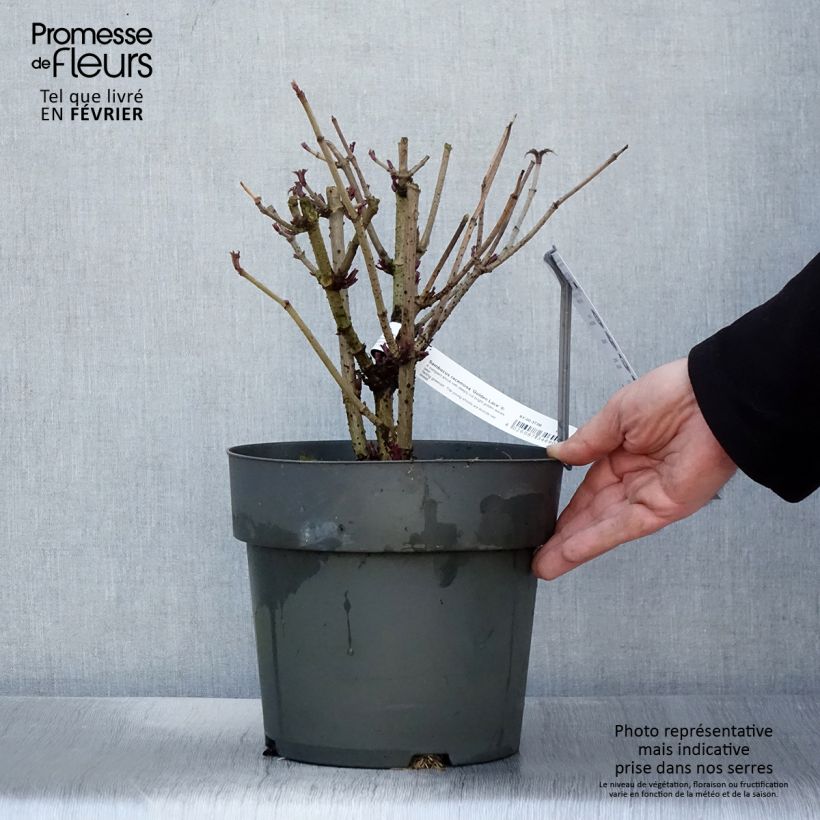 Sambucus racemosa Golden Lace - European Red Elder 6L/7L pot sample as delivered in winter