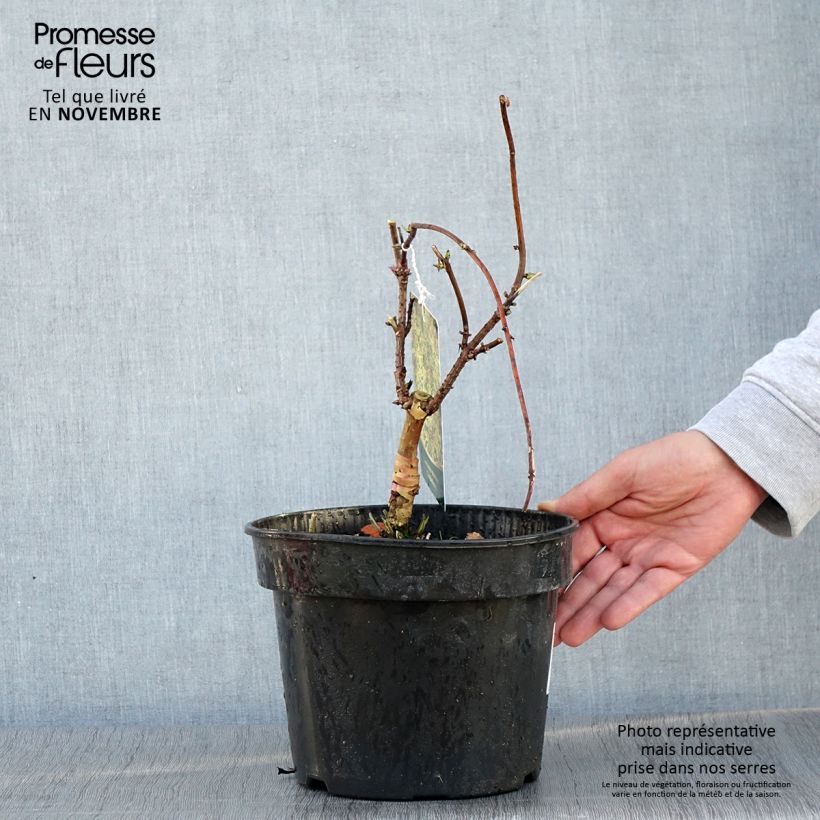Sambucus racemosa Goldenlocks - European Red Elder 4L/5L pot sample as delivered in autumn