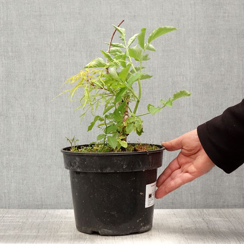 Sambucus racemosa Goldenlocks - European Red Elder sample as delivered in spring