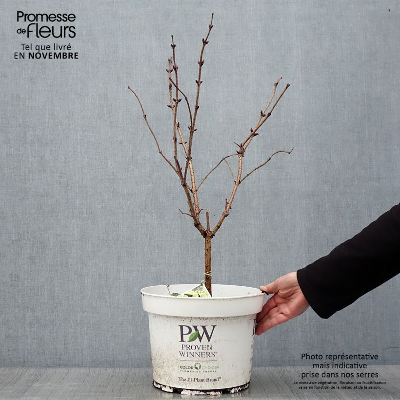 Sambucus racemosa Lemony Lace - European Red Elder 7.5L/10L pot sample as delivered in autumn