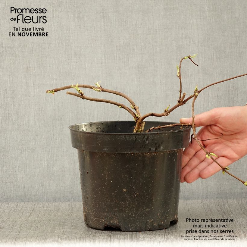 Sambucus racemosa Tenuifolia - European Red Elder 4L/5L pot sample as delivered in autumn