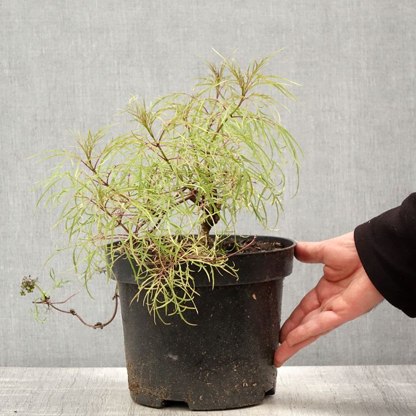 Sambucus racemosa Tenuifolia - European Red Elder sample as delivered in spring