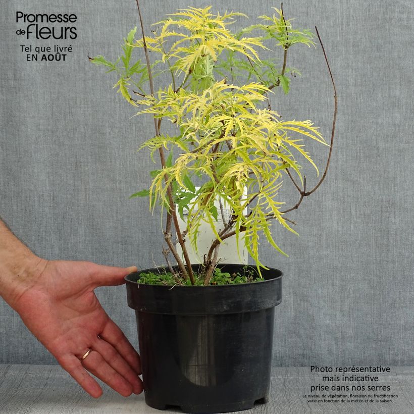 Sambucus racemosa Welsh Gold - European Red Elder 3L/4L pot sample as delivered in summer