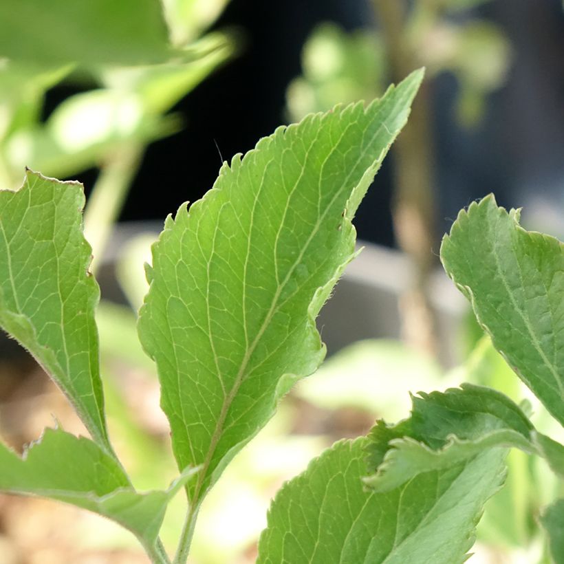 Sambucus nigra var. albida - Black Elder (Foliage)