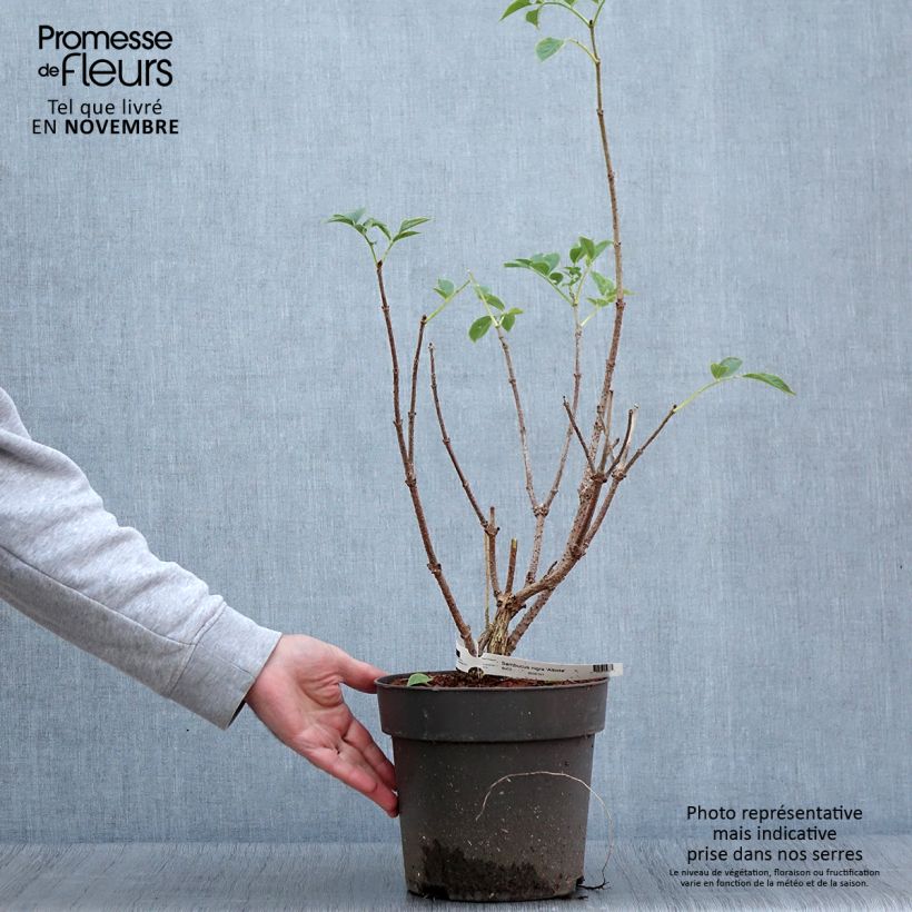 Sambucus nigra var. albida - Black Elder 4L/5L pot sample as delivered in autumn