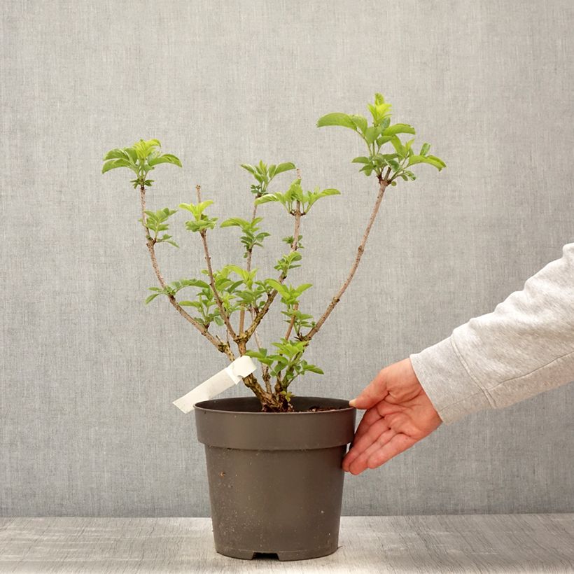 Sambucus nigra var. albida - Black Elder sample as delivered in spring