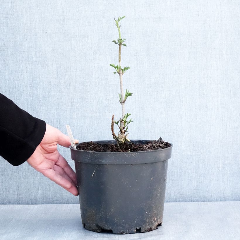 Sambucus nigra Anatole - Elder 4L/5L pot sample as delivered in winter