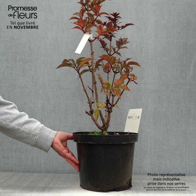 Sambucus nigra Black Tower - Black Elder 7.5L/10L pot sample as delivered in autumn