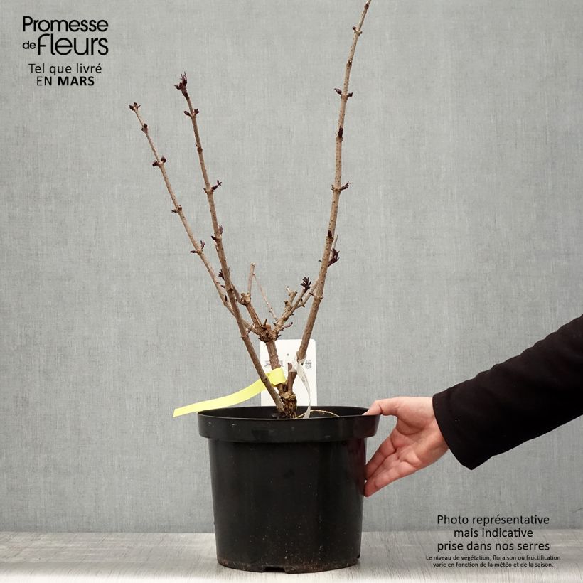 Sambucus nigra Black Tower - Black Elder 7.5L/10L pot sample as delivered in spring