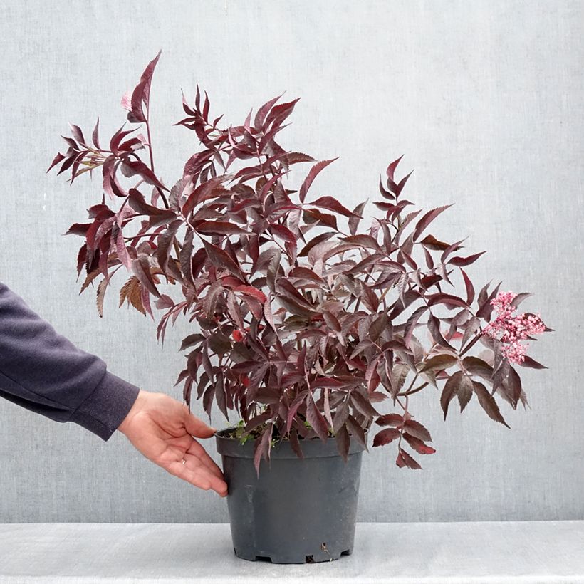 Sambucus nigra Blue Sheen - Elder 4L/5L pot sample as delivered in spring