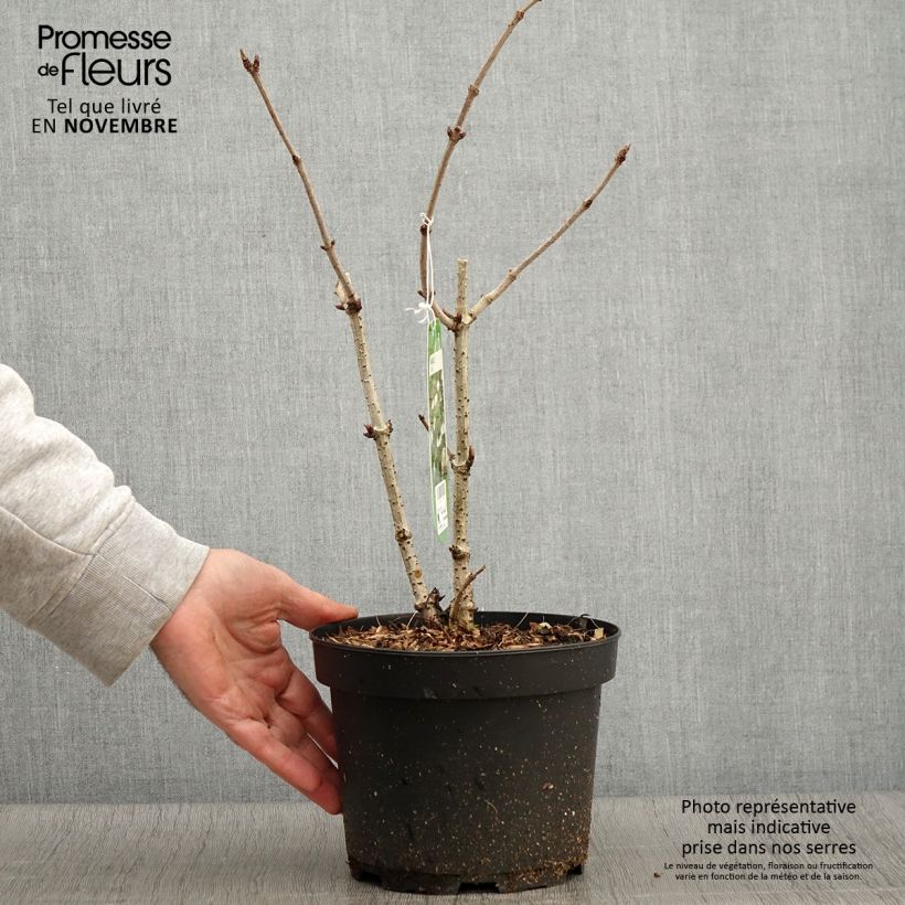 Sambucus nigra - Black Elder 2L/3L pot sample as delivered in autumn