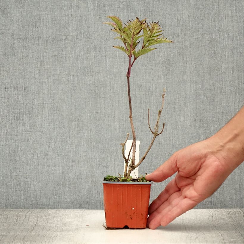 Sambucus nigra Golden Spark 8/9 cm pot sample as delivered in summer
