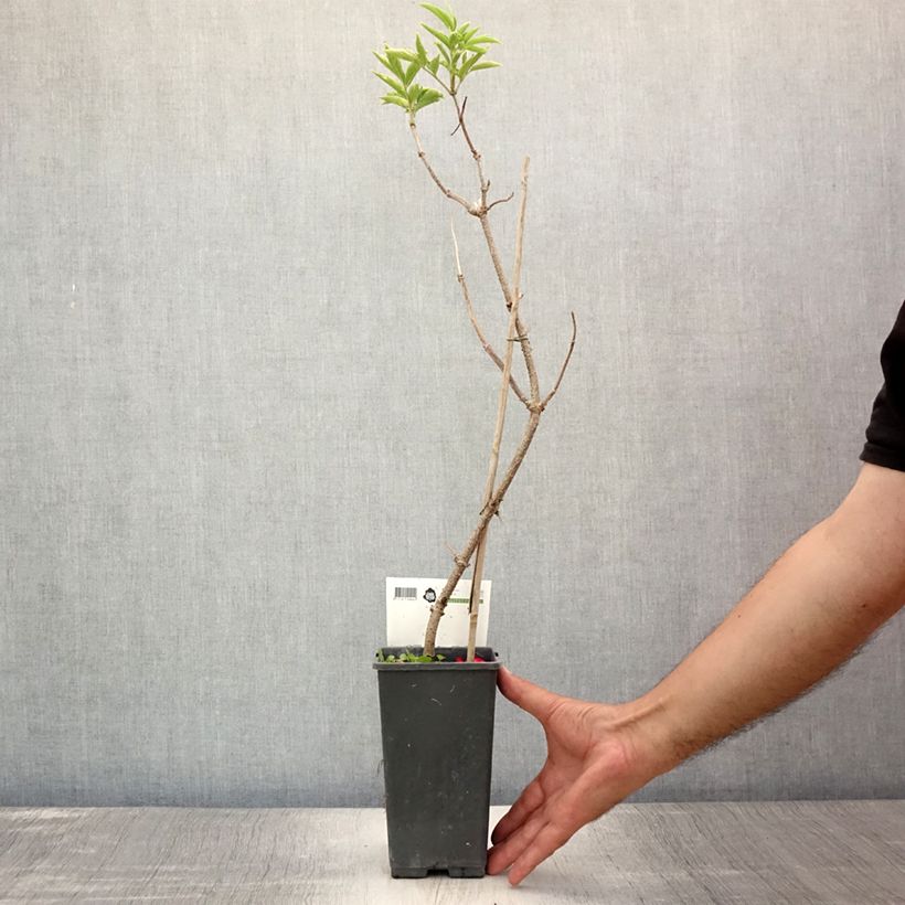 Sambucus nigra Haschberg - Black Elder 1.5L/2L pot, Bush sample as delivered in summer