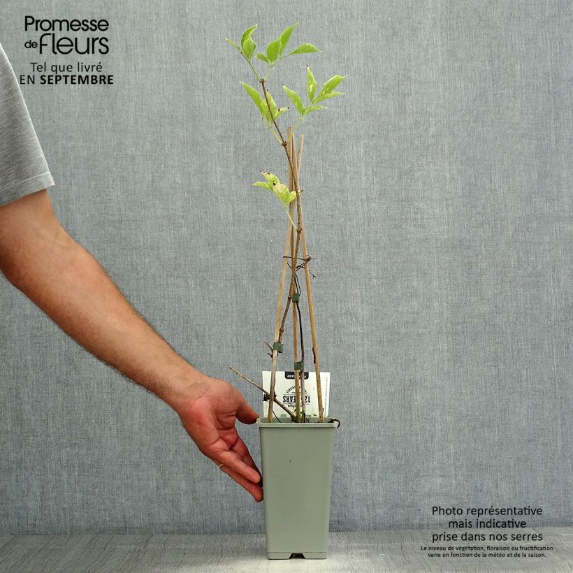 Sambucus nigra Korsor - Black Elder 1.5L/2L pot, Bush sample as delivered in summer