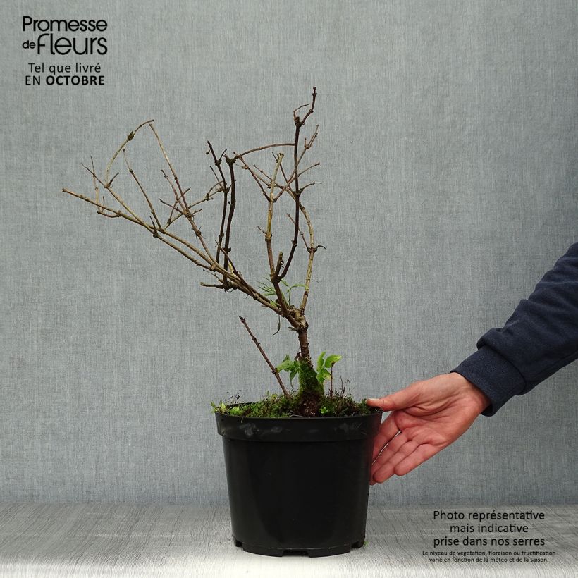 Sambucus nigra Linearis - Black Elder 3L/4L pot sample as delivered in autumn