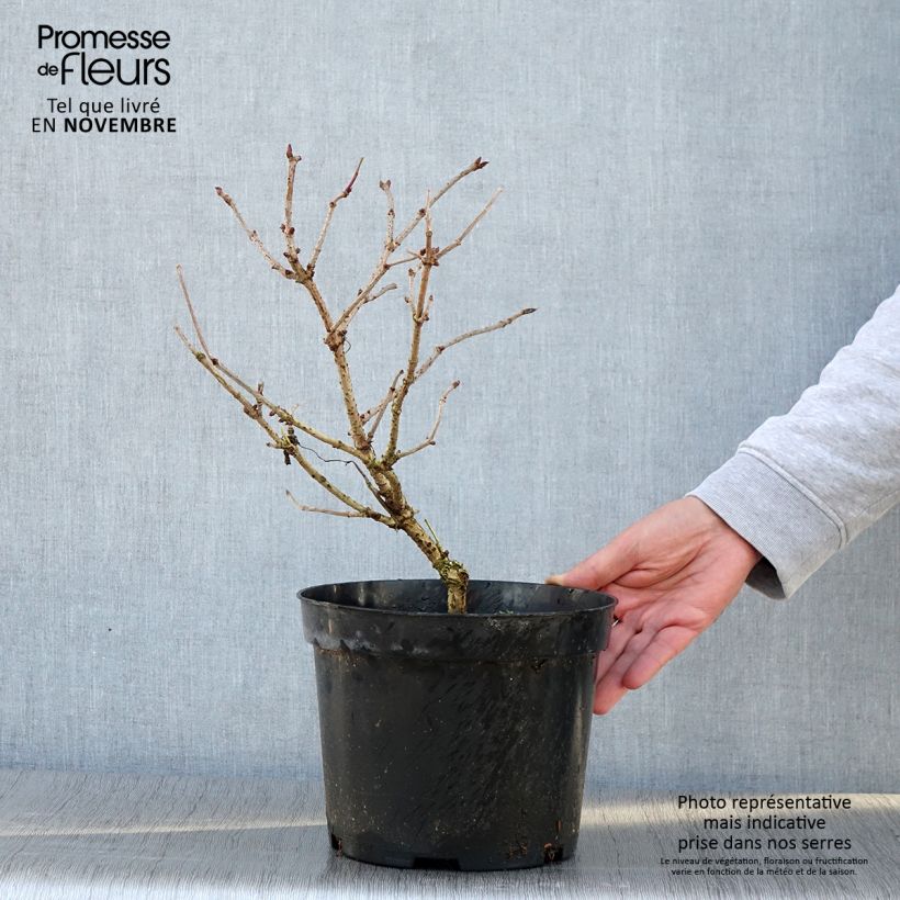Sambucus nigra Marion Bull - Black Elder 4L/5L pot sample as delivered in autumn