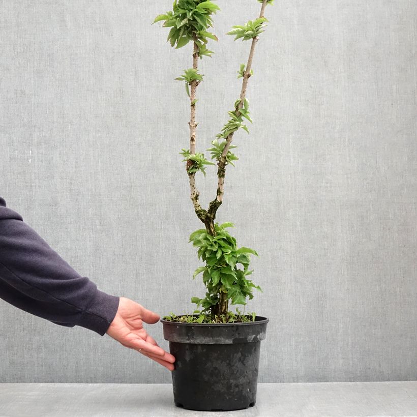 Sambucus nigra Pyramidalis - Elder 4L/5L pot sample as delivered in spring