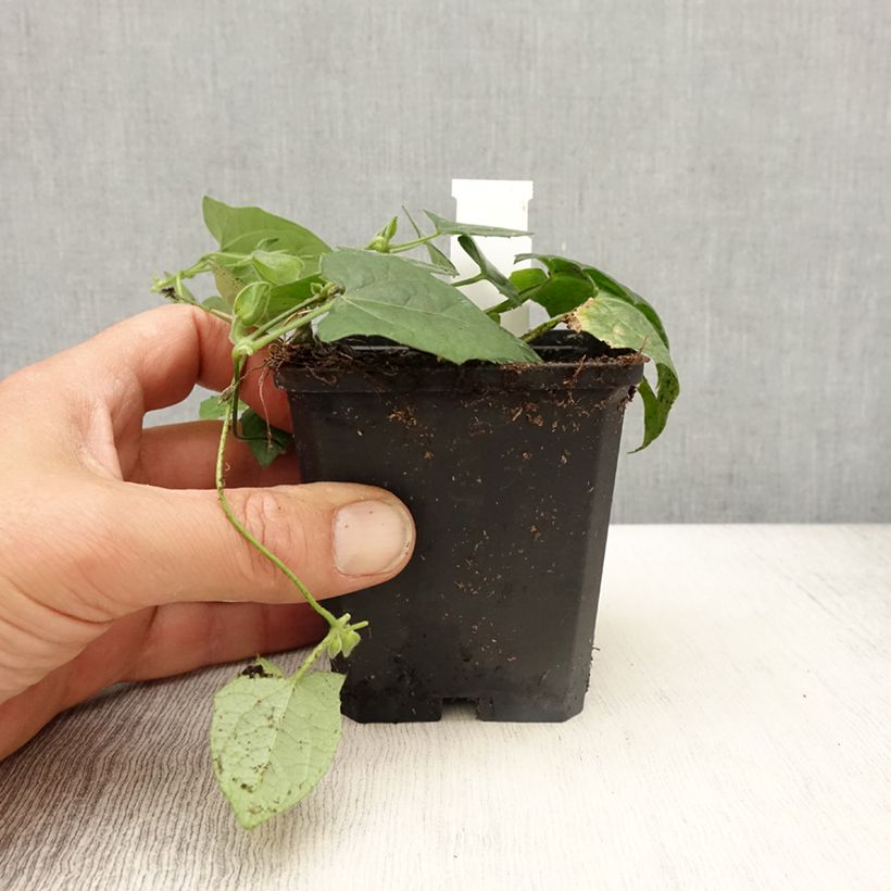 Thunbergia Tangerine Slice - Black-Eyed-Susan 8/9 cm pot sample as delivered in spring