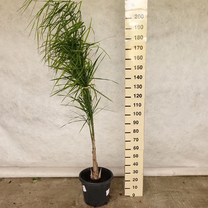 Syagrus romanzoffiana - Queen Palm 20L/25L pot sample as delivered in summer