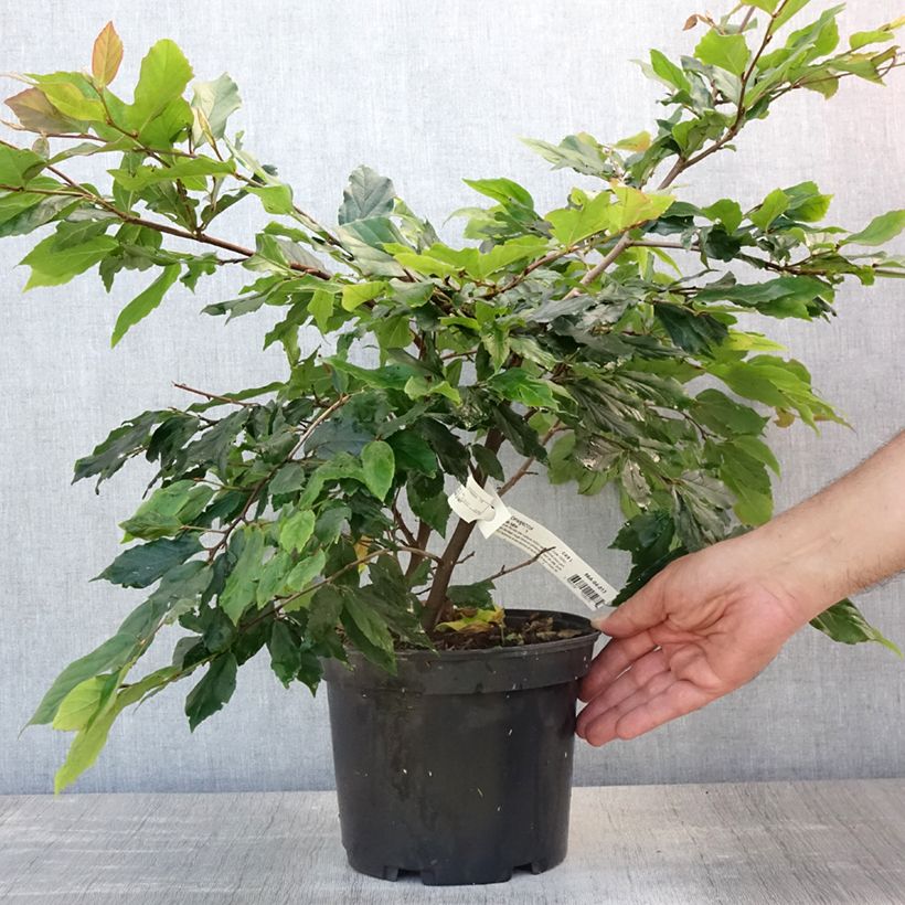 Sycoparrotia semidecidua Purple Haze 4L/5L pot sample as delivered in summer