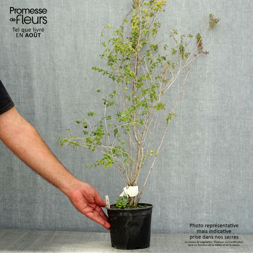 Symphorycarpos chenaultii 2L/3L pot sample as delivered in summer