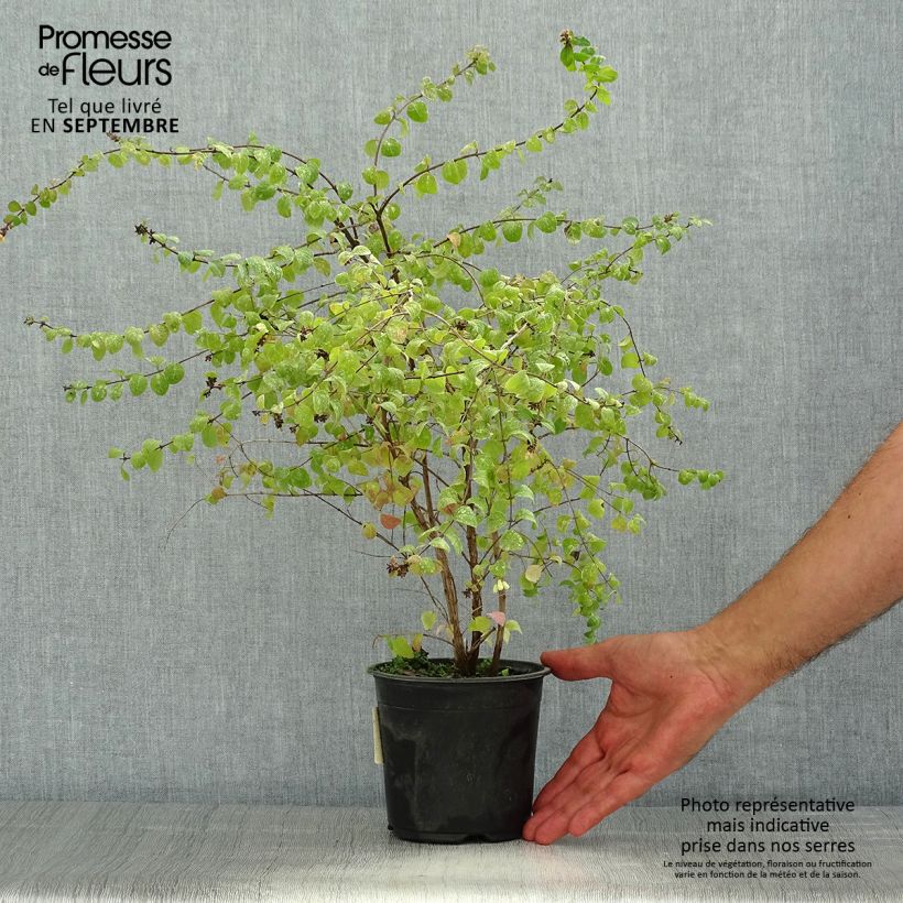 Symphorycarpos chenaultii Hancock 1L/1.5L pot sample as delivered in summer