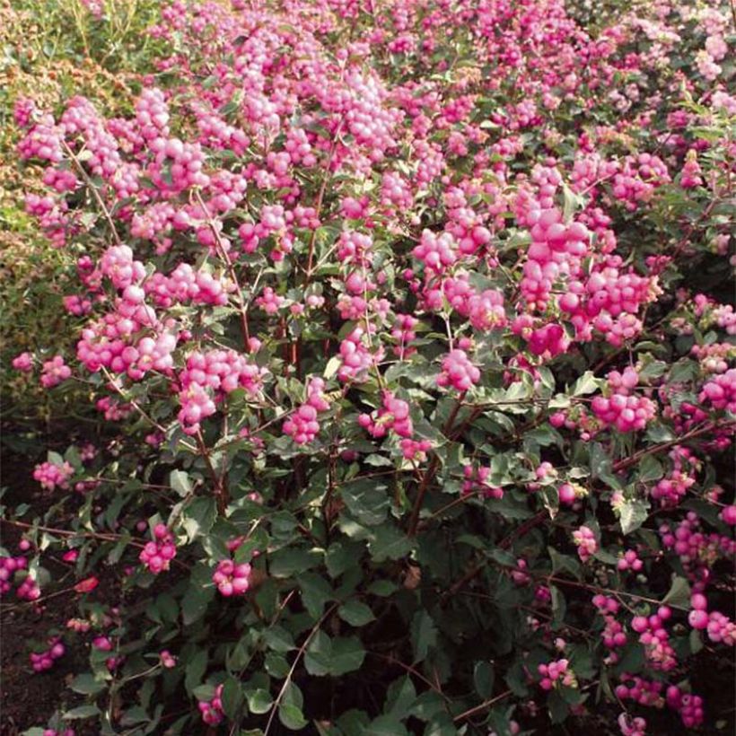 Symphoricarpos doorenboosii Magical Candy (Flowering)