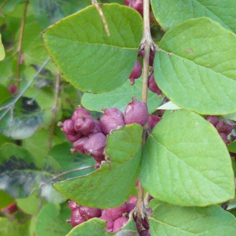 Symphoricarpos orbiculatus (Foliage)