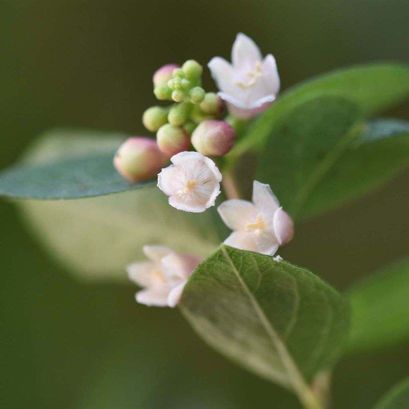 Symphoricarpos doorenbosii Magical Sweet (Flowering)