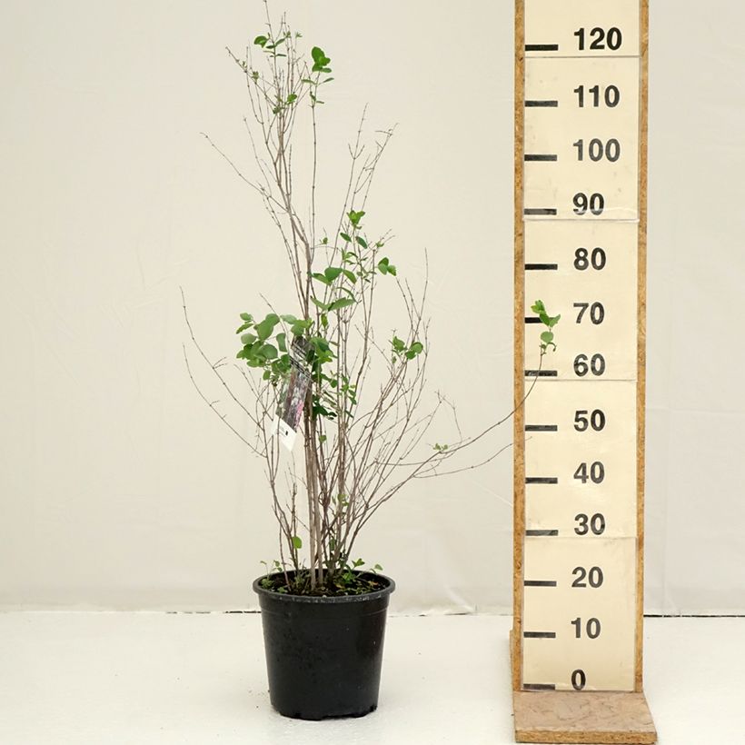 Symphorycarpos albus 7.5L/10L pot sample as delivered in spring
