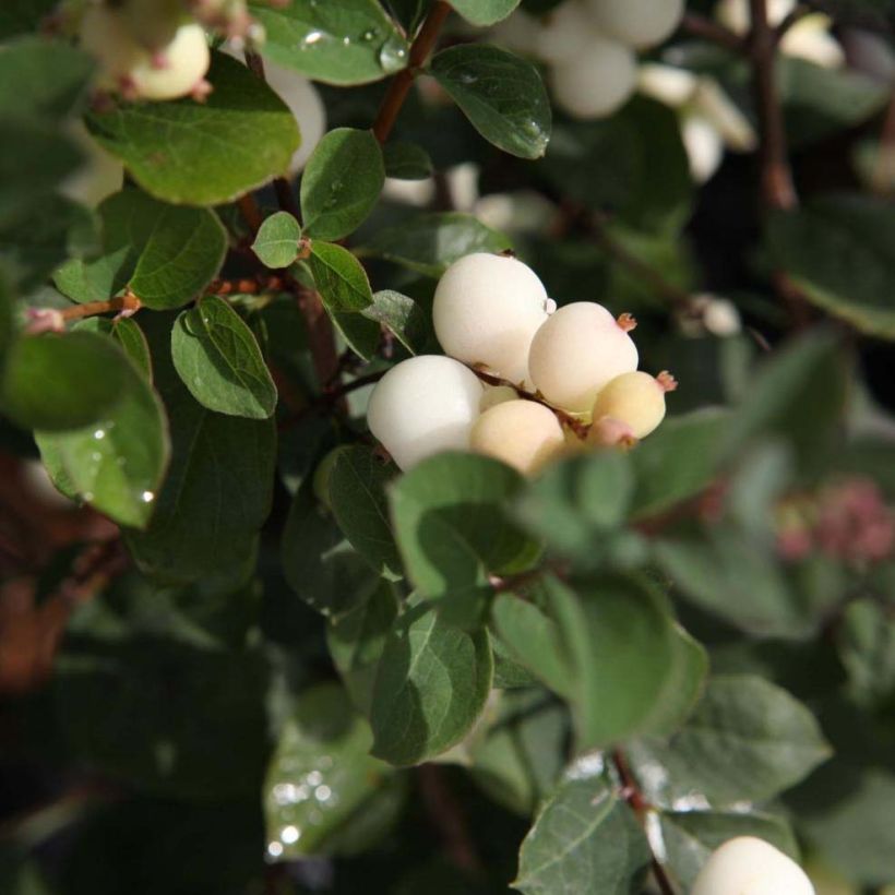 Symphoricarpos doorenbosii Magical Galaxy (Foliage)