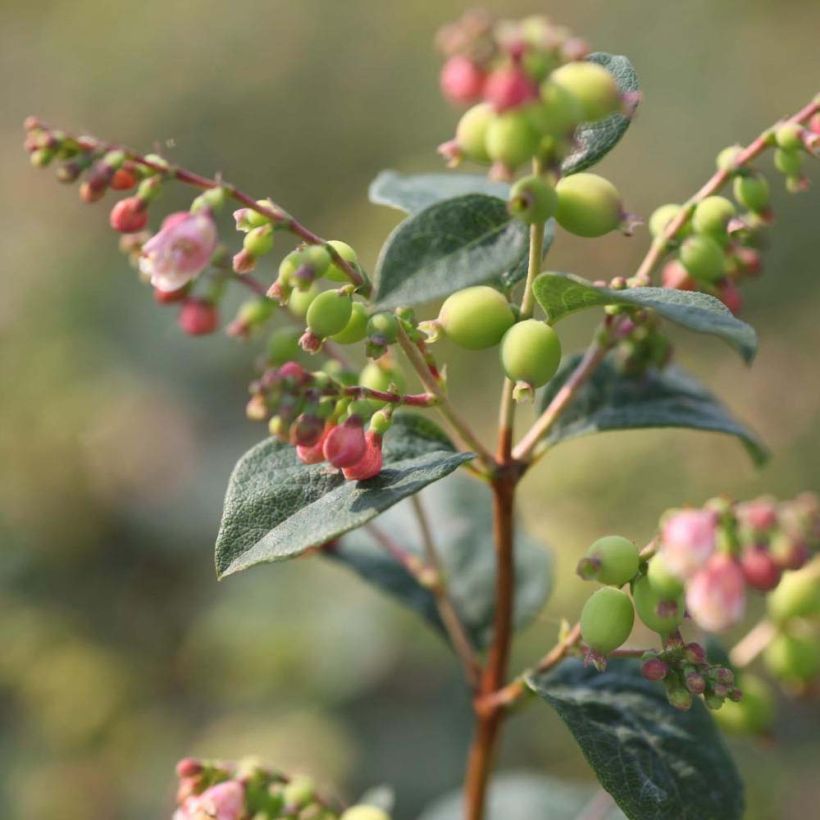 Symphoricarpos doorenbosii Magical Galaxy (Flowering)