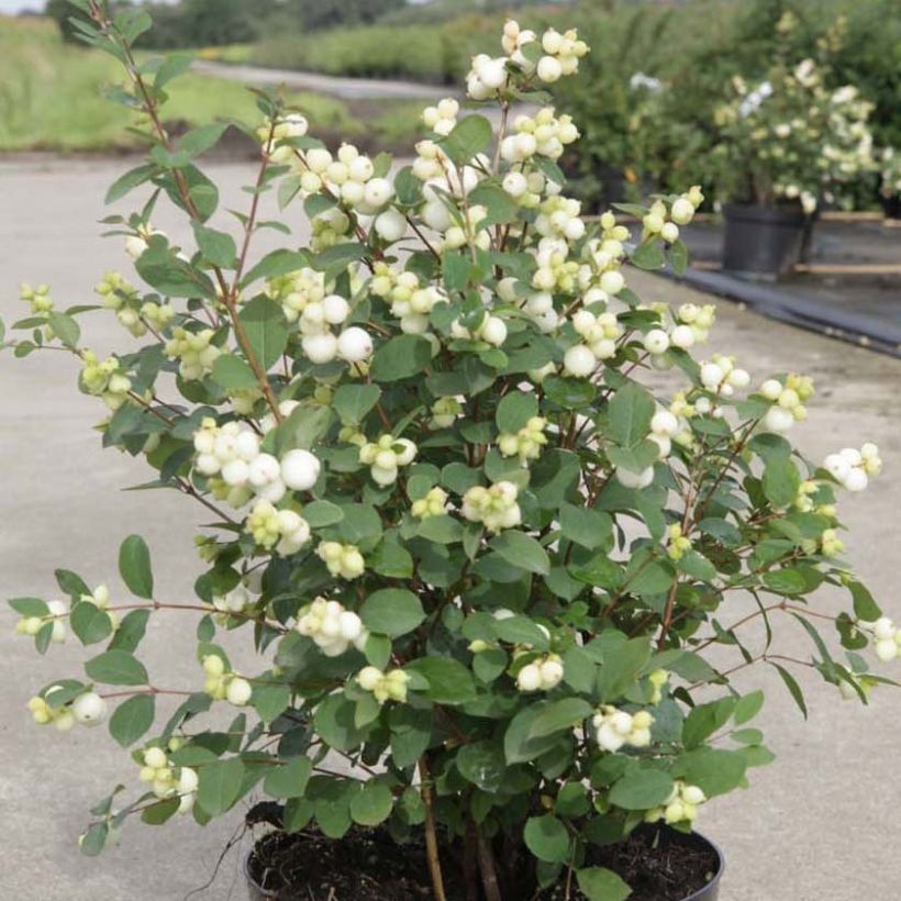 Symphoricarpos doorenbosii Magical Galaxy (Plant habit)