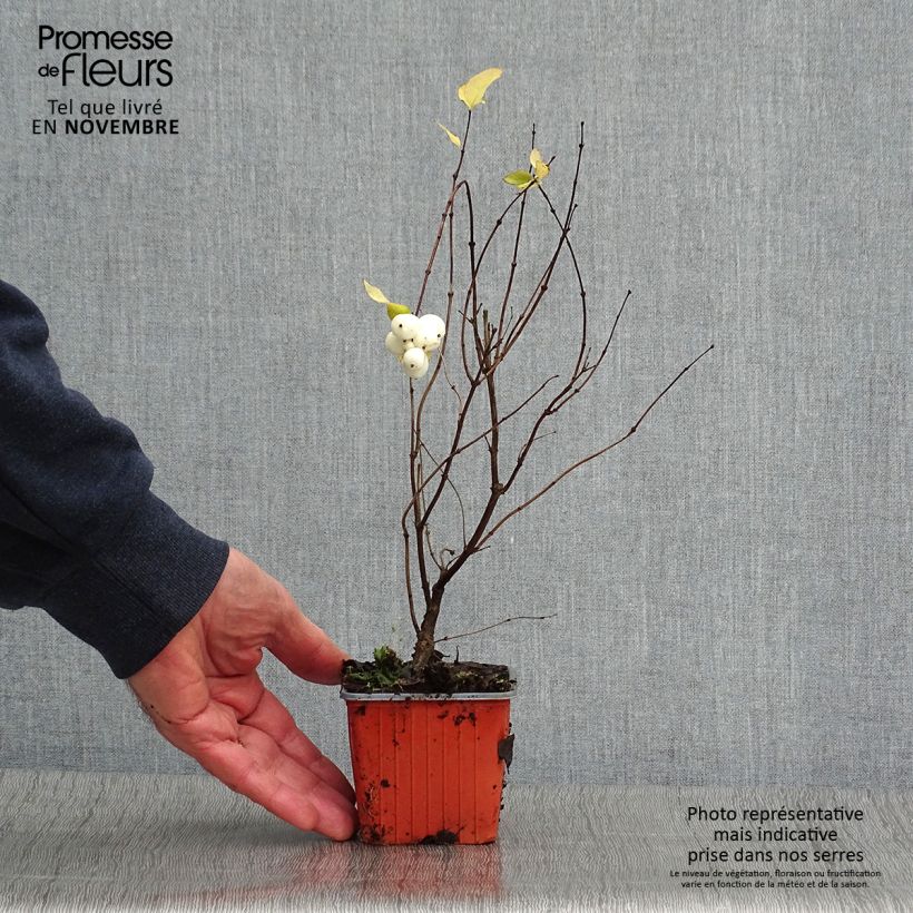 Symphorycarpos doorenboosii Mother Of Pearl 8/9 cm pot sample as delivered in autumn