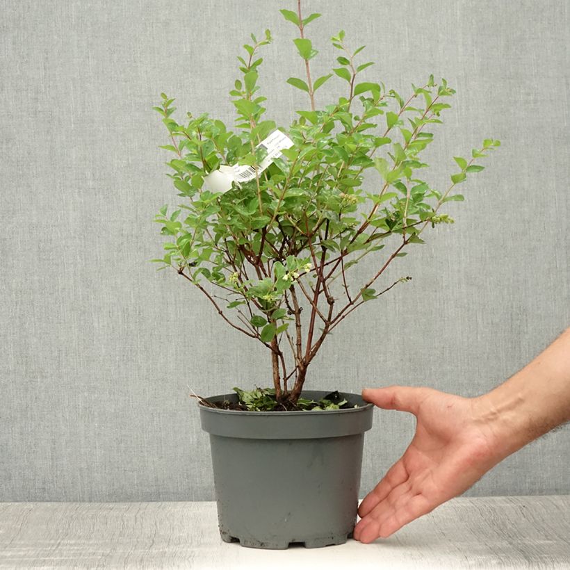 Symphorycarpos doorenboosii Mother Of Pearl 2L/3L pot sample as delivered in summer