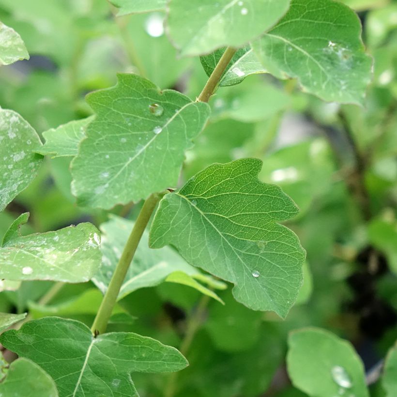 Symphoricarpos orbiculatus Symphony Rave (Foliage)