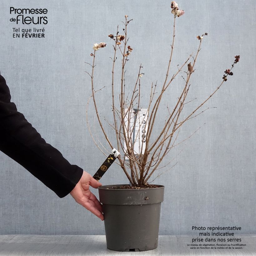 Symphoricarpos orbiculatus Symphony Rave 4L/5L pot sample as delivered in winter