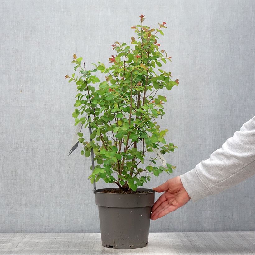 Symphoricarpos orbiculatus Symphony Rock 4L/5L pot sample as delivered in spring