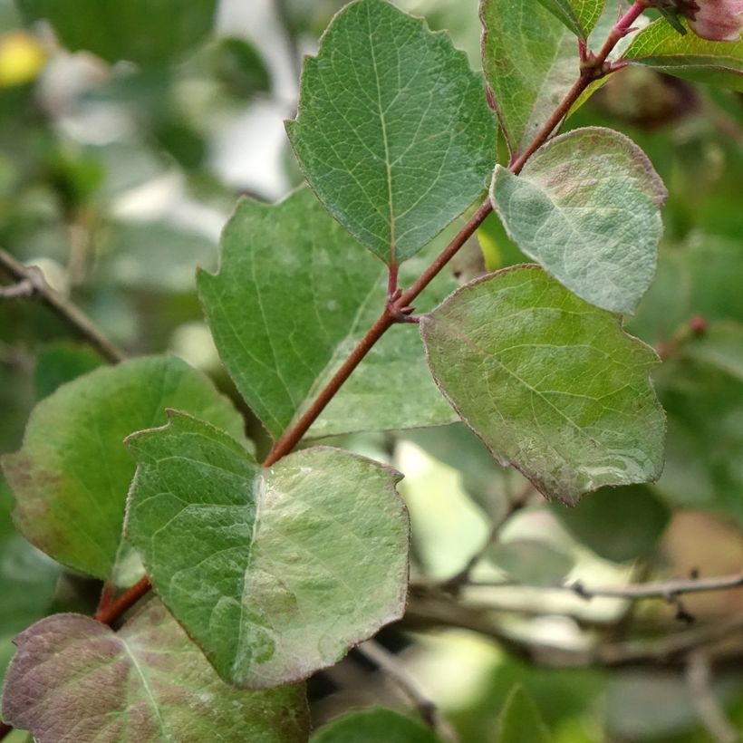 Symphoricarpos orbiculatus Symphony Rumble (Foliage)