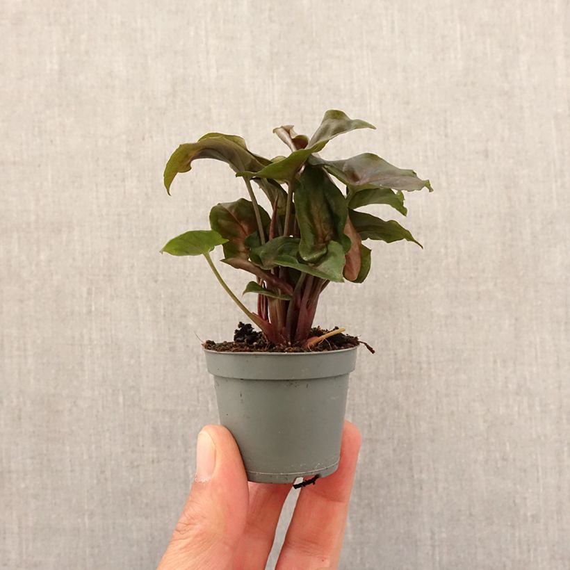 Syngonium podophyllum Maria Allusion - Arrowhead vine Mini-plante sample as delivered in spring