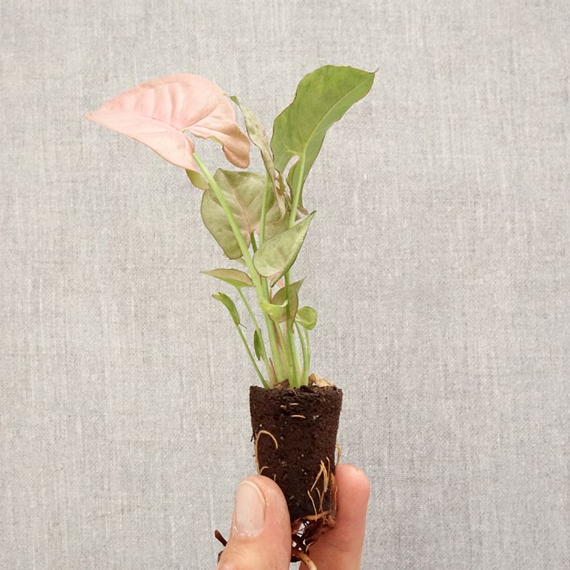 Syngonium podophyllum Neon Robusta - Arrowhead vine Mini-plante sample as delivered in spring
