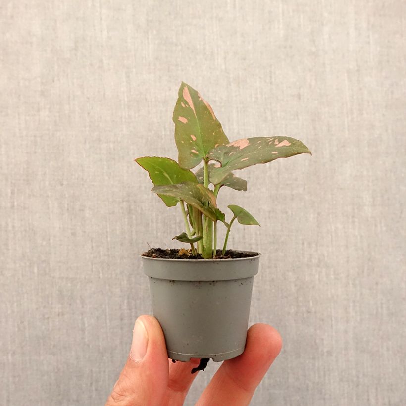 Syngonium podophyllum Red Spot PINK SPLASH - Arrowhead vine Mini-plante sample as delivered in spring