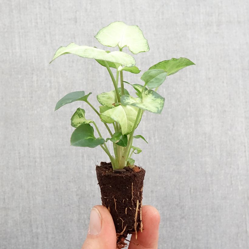 Syngonium podophyllum Snow White - Falling Arrows - Snow White Arrowhead Vine - Goosefoot Plant Plug plant 3/4cm sample as delivered in spring