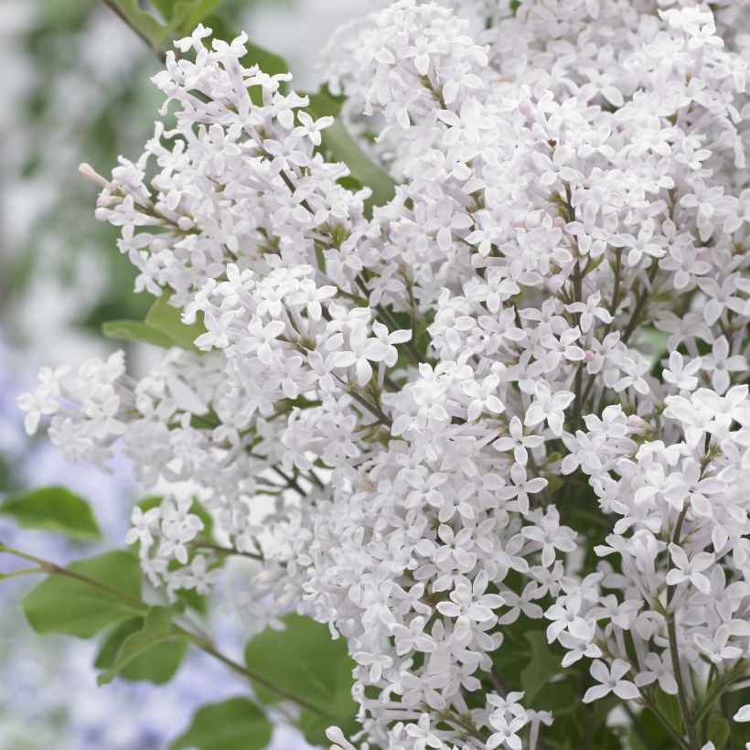 Syringa meyeri Flowerfesta White - Lilac (Flowering)