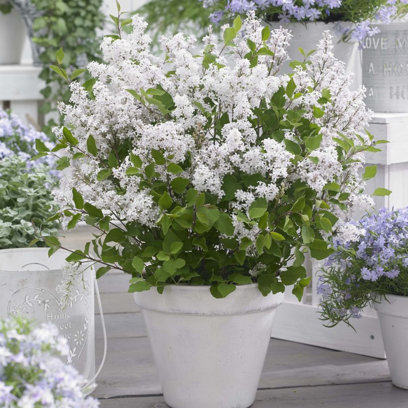 Syringa meyeri Flowerfesta White - Lilac (Plant habit)