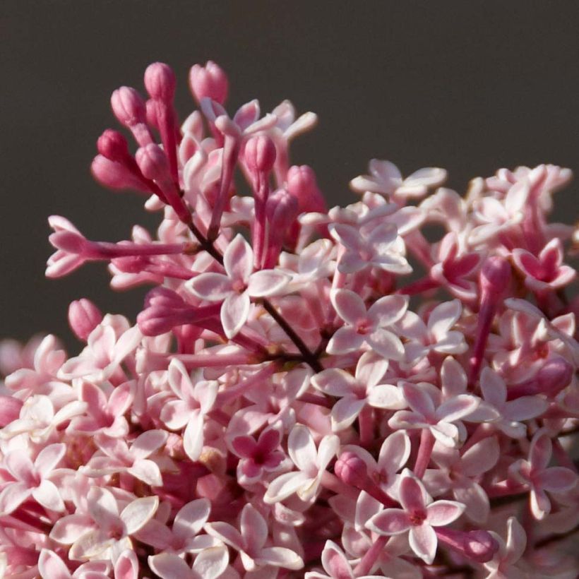 Syringa microphylla Superba - Lilac (Flowering)
