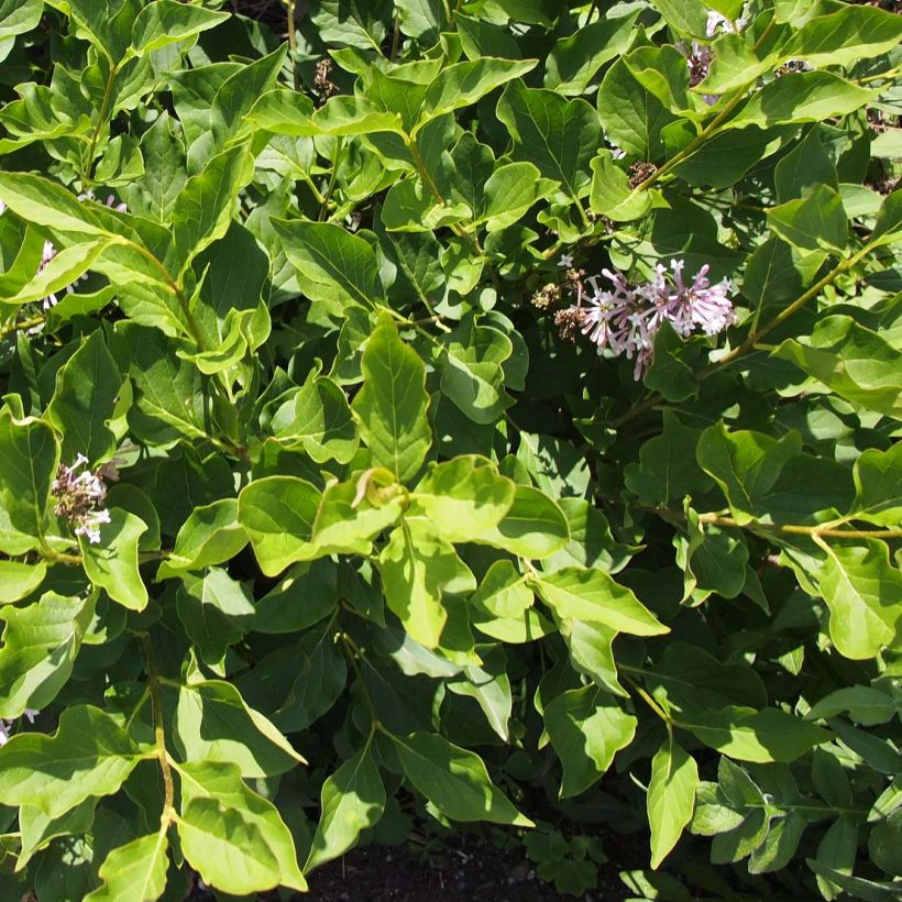 Syringa patula Miss Kim - Lilac (Foliage)