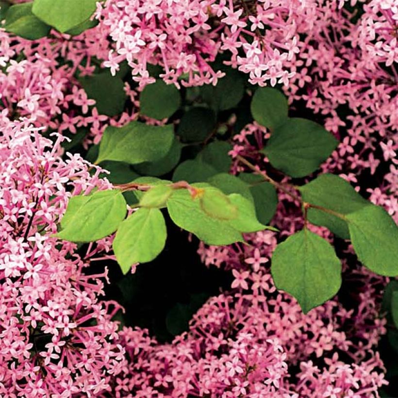 Syringa microphylla 'Red Pixie' (Foliage)