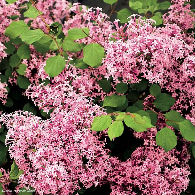 Syringa microphylla 'Red Pixie' (Flowering)