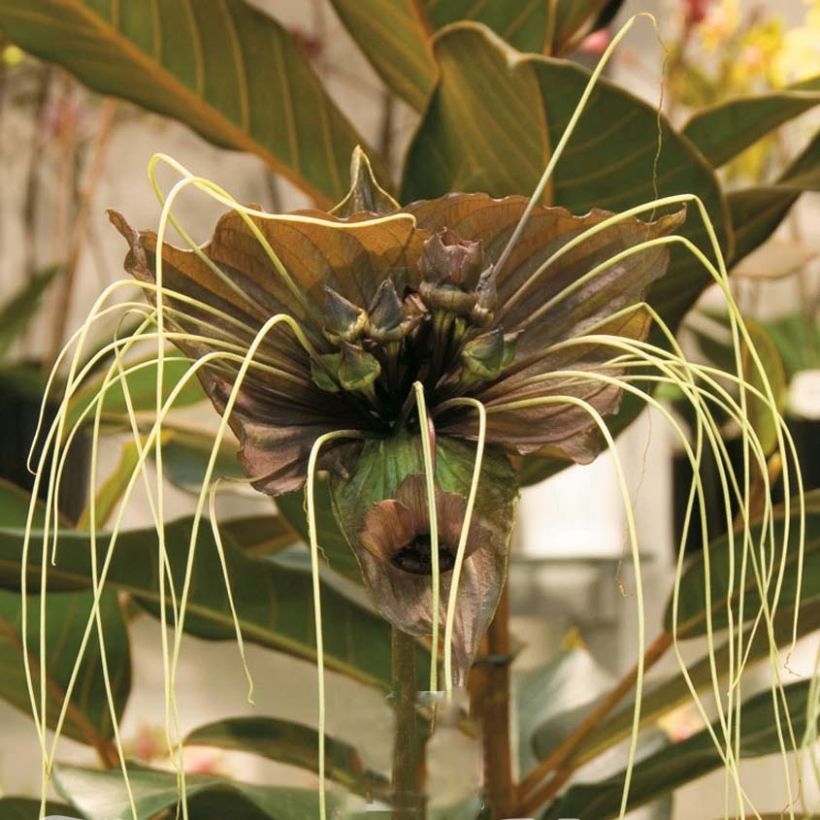 Tacca chantrieri Green Isle (Flowering)